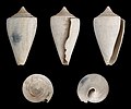 * Nomination Shell of a Pliocene gastropod, Conus trippae --Llez 05:50, 11 December 2012 (UTC) * Promotion Good quality. --Poco a poco 15:03, 11 December 2012 (UTC)