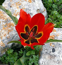 Tulipa agenensis