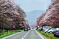 The Nijukken Road (A row of cherry blossom trees) 二十間道路の桜並木