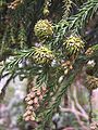 Male and female cones