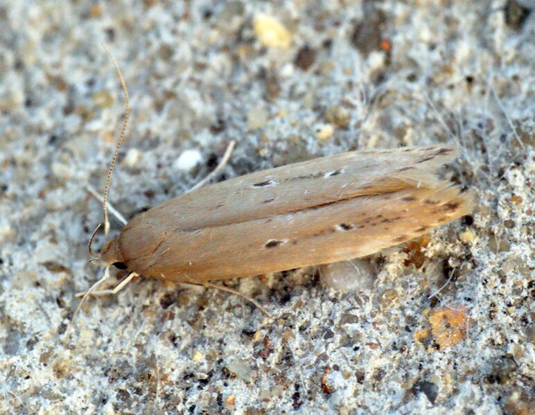 File:Limnaecia phragmitella (5937094735).jpg