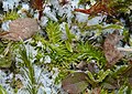 Lycopodiella inundata Germany - Schwäbisch-Fränkische Waldberge