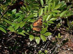 Nymphalis californica