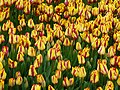 "Tulip_1300154.jpg" by User:Nevit