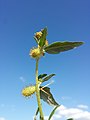 Stem with leaves, spines and flower baskets