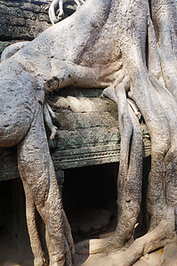 le temple Ta Prohm, khmer construit au XIIe siècle à la demande de Jayavarman VII à Angkor au Cambodge.