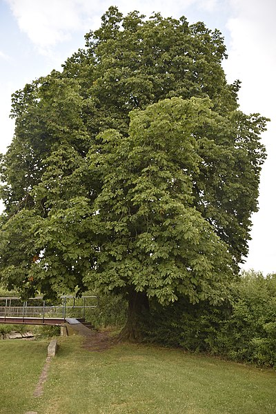 File:Bolkowice (województwo dolnośląskie) (0001).jpg