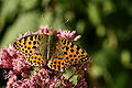 * Nomination Issoria lathonia --Korall 09:09, 13 August 2009 (UTC) * Promotion good view of butterfly. Not ideal, but quality sufficient --George Chernilevsky 19:48, 13 August 2009 (UTC)