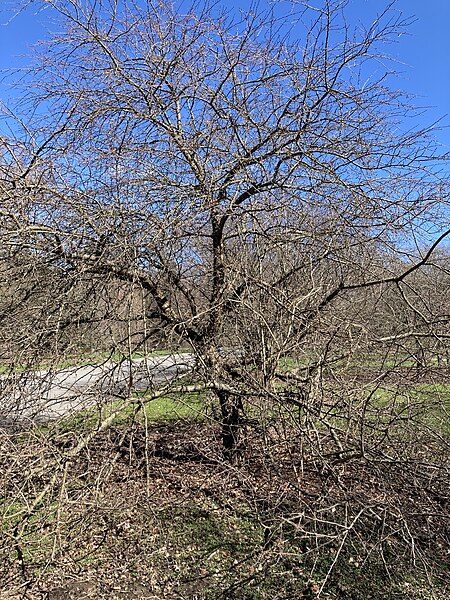 File:Malus zhaojiaoensis.jpg