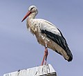 * Nomination Weißstorch im Naturschutzgebiet Lochbusch-Königswiesen, Haßloch, Rheinland-Pfalz, Deutschland. --Fischer.H 18:29, 1 February 2021 (UTC) * Promotion Good quality --Michielverbeek 19:06, 1 February 2021 (UTC)