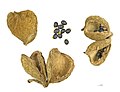 * Nomination Fruits and seeds of Sterculia setigera --Archaeodontosaurus 11:42, 1 December 2012 (UTC) * Promotion Good quality. --Poco a poco 12:39, 1 December 2012 (UTC)