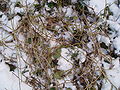 Ivy (Hedera helix) eaten by Roe deer (Capreolus capreolus) in a garden in Denmark.