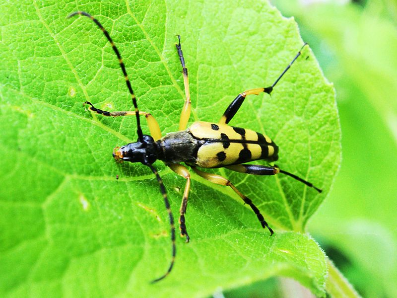 File:XN Rutpela maculata 00.jpg