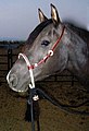 A horse wearing a bosal hackamore