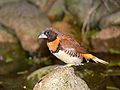 * Nomination Chestnut-breasted bird. Benjamint 09:11, 9 December 2007 (UTC) * Promotion Very good sharpness, colors and DOF. --LucaG 23:30, 9 December 2007 (UTC)