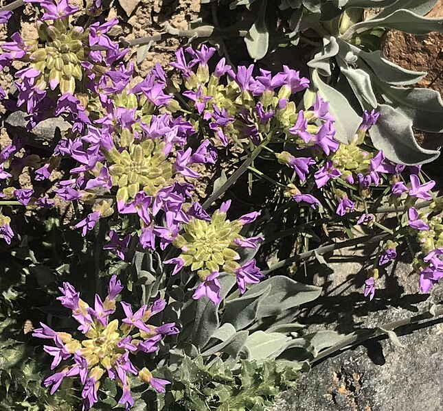 File:Daggerpod flowers buds close.jpg