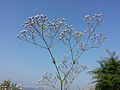 Inflorescence, near Tresdorf, Lower Austria