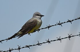 Western Kingbird (48082874337).jpg