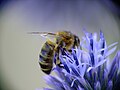 * Nomination A bee Apis mellifera on a blue flower --Kilom691 18:46, 3 August 2009 (UTC) * Decline  Comment The bee is too blurry. --Ymaup 15:44, 4 August 2009 (UTC) Too blurry, vignetting, the bee is facing to wrong direction. --kallerna 08:13, 5 August 2009 (UTC)