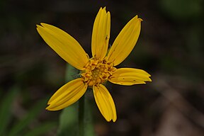 Arnica cordifolia