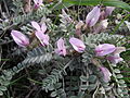 * Nomination Astragalus testiculatus in bloom. --Le.Loup.Gris 23:52, 24 January 2012 (UTC) * Promotion QI for me--Holleday 20:35, 26 January 2012 (UTC)