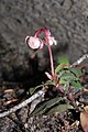 Chimaphila umbellata