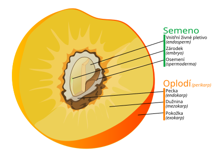 File:Drupe fruit diagram-cs.svg