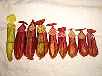 Nepenthes andamana