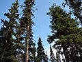 Trees, Hyas Lake, BC, Canada