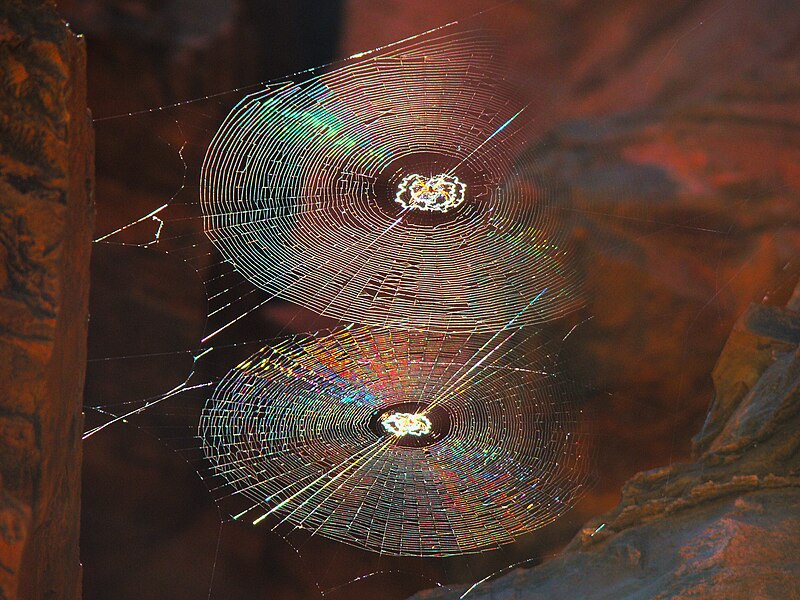 File:Spiral Orb Webs.jpg