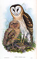 Tyto longimembris (cat.)