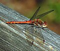 Deutsch: Große Heidelibelle (Sympetrum striolatum) English: Common Darter