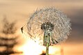 "Taraxacum_officinale_kz04.jpg" by User:Kenraiz