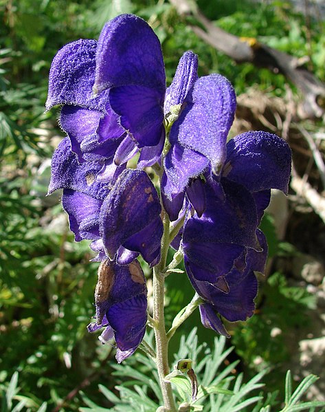 File:Aconitum napellus inflorescence (27).jpg