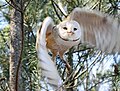 Eagle Encounters, South Africa