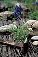 "Lupinus_texensis_flower.jpg" by User:Fæ