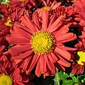 Red chrysanthemum