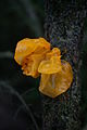 * Nomination Close-up of Tremella mesenterica. Arria Belli | parlami 01:47, 14 December 2007 (UTC) * Decline Nomination retired: author not Wikimedian. Arria Belli | parlami 14:40, 15 December 2007 (UTC)