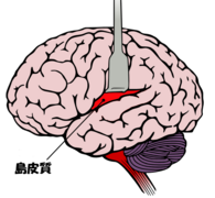 October 31: The Insular cortex (Japanese version).