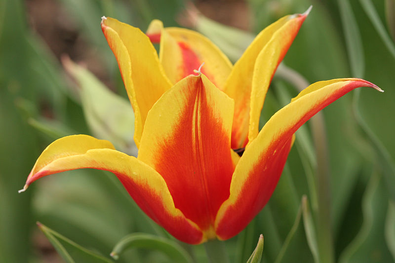 File:Kentucky tulip blooming.jpg