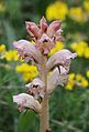 Orobanche caryophyllacea Neckar-Odenwald, Germany