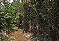 Salak agroforest, Bogor