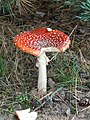 Deutsch: Fliegenpilz (Amanita muscaria var. muscaria) English: Fly agaric