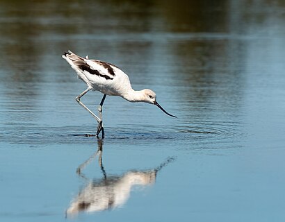 American avocet