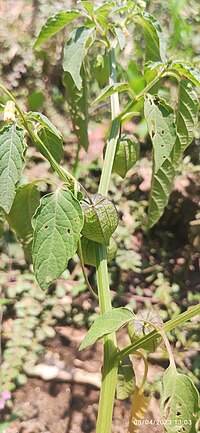 Thumbnail for File:Cape Gooseberry.jpg