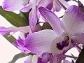 Dendrobium - Hybrid