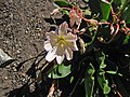 Cistanthe tweedyi