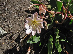 Cistanthe tweedyi