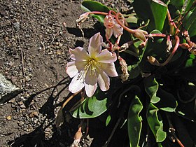 Lewisia tweedyi