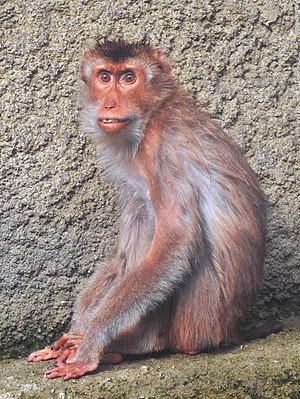 Southern Pig-tailed Macaque at the Zoo Osnabrück in Osnabrück, Germany.